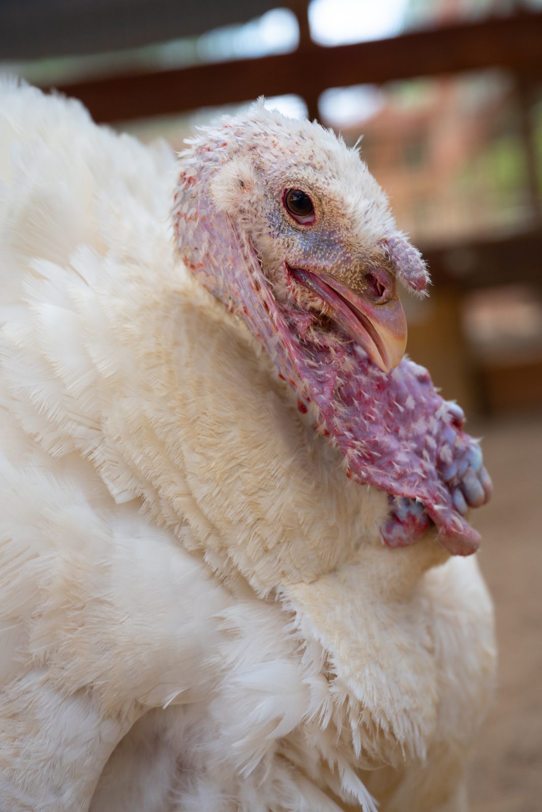 Rescued turkey in front of pasture fence at Farm Sanctuary CA