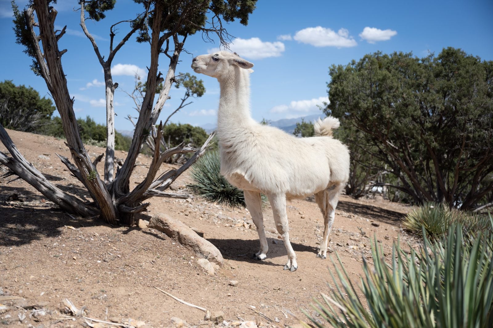 Rescued llama Yoda stands in desert pasture at Farm Sanctuary CA