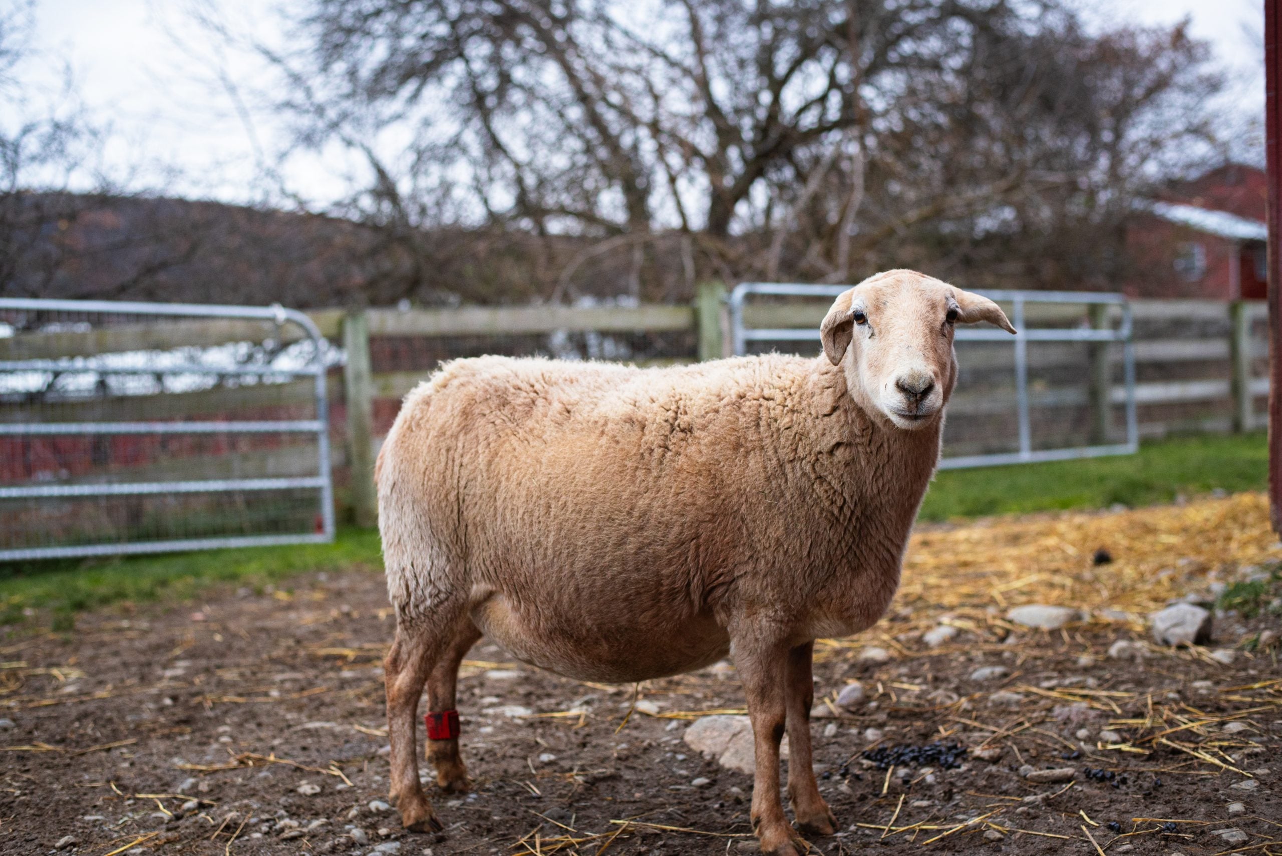 Nirva sheep