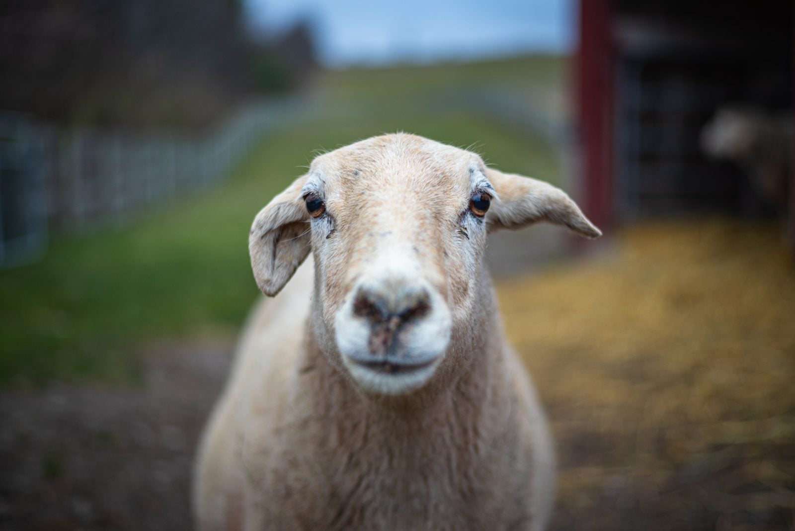 Portrait of rescued sheep Nirva looking directly at camera in front of red barns, hay, and green pasture at Farm Sanctuary