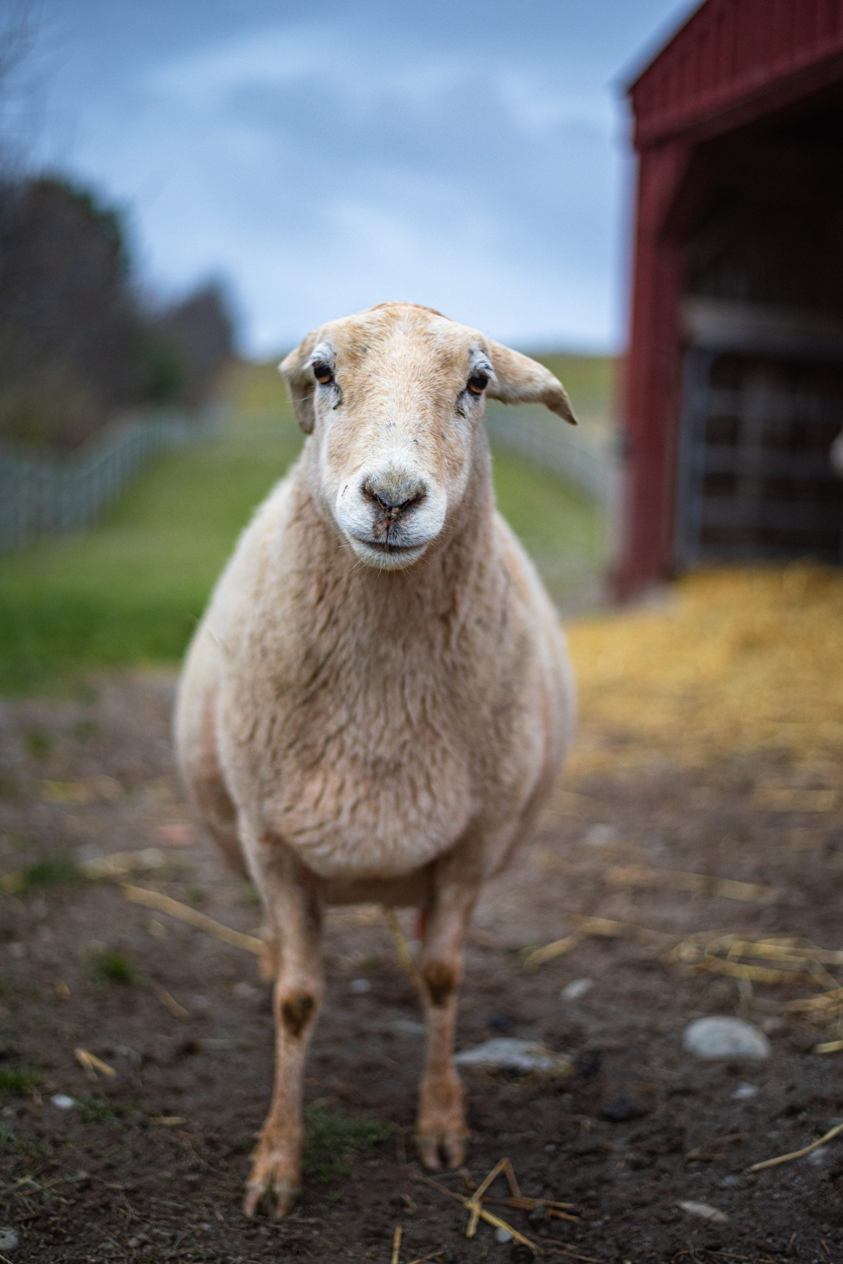 Rescued sheep Nirva stands in front of red barns, hay, and pasture at Farm Sanctuary