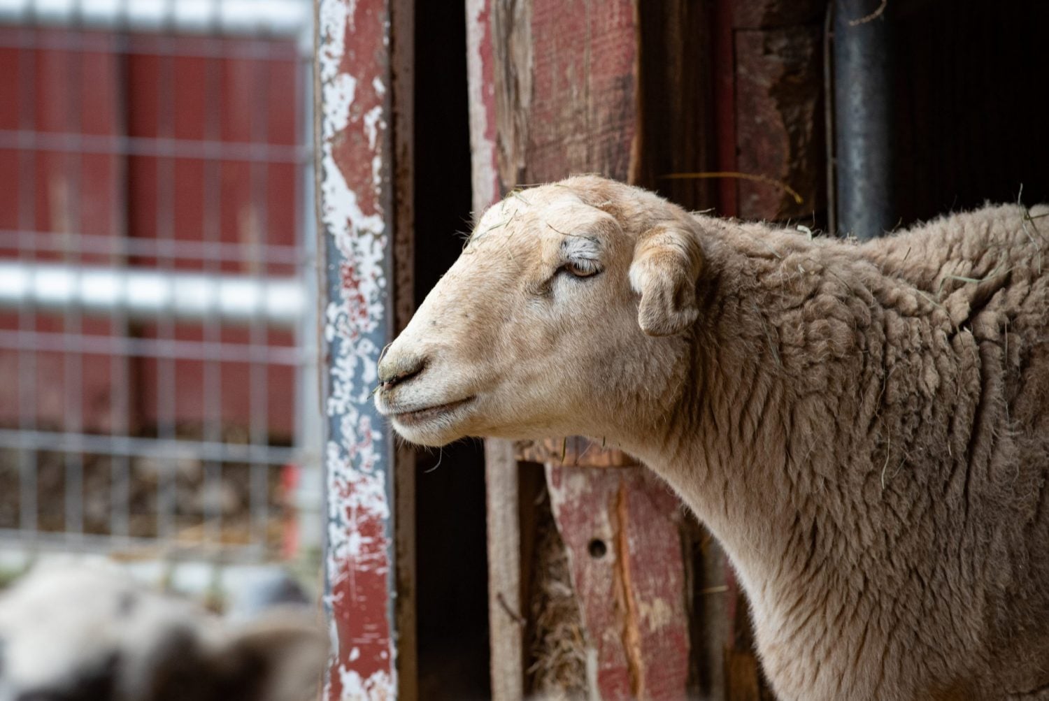 Rescued goat Hercules stands in pasture at Farm Sanctuary in front of red barns and fall foliage