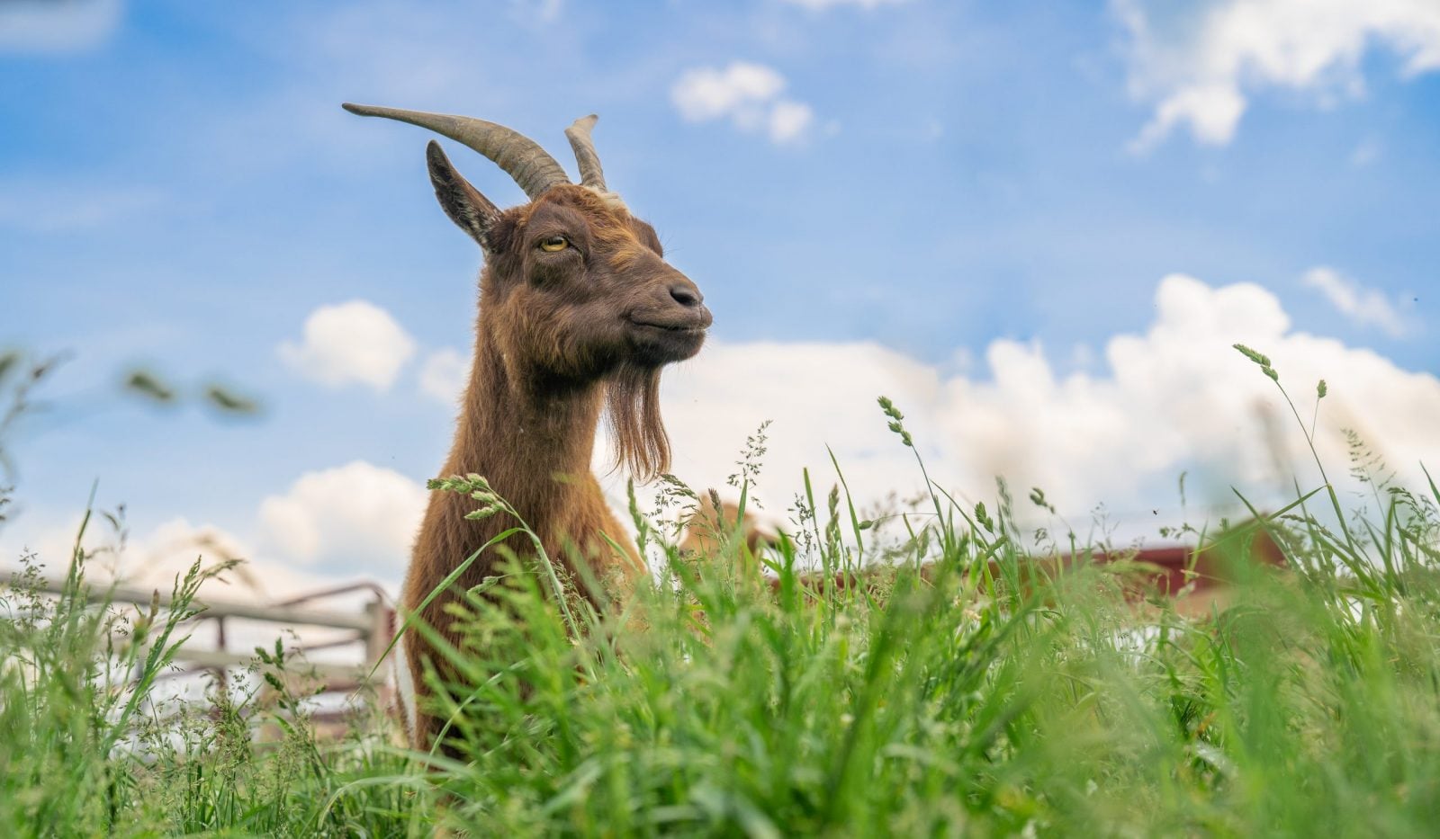 Rescued mini goat Aretha stands in tall grass pasture in front of fence and bright blue sky with clouds at Farm Sanctuary