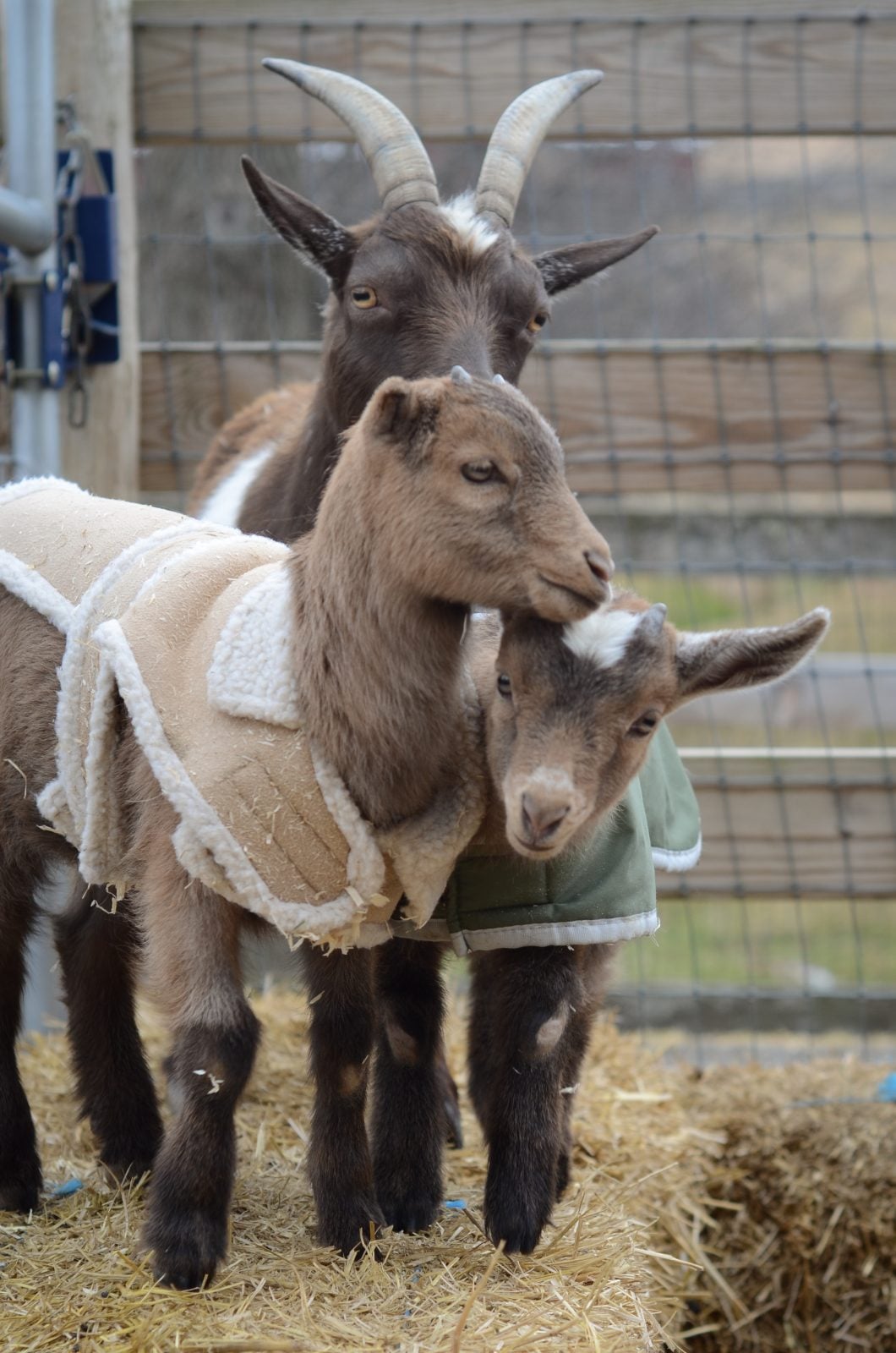 Rescued goat Aretha stands with her two kids, Min and Lulu, in coats at Farm Sanctuary