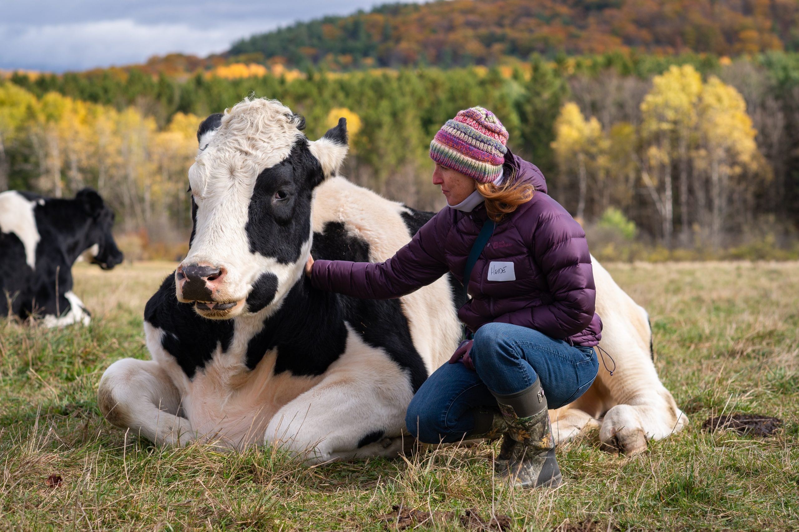 Guests kneels in pasture to pet rescue cow in fall pasture at Farm Sanctuary NY