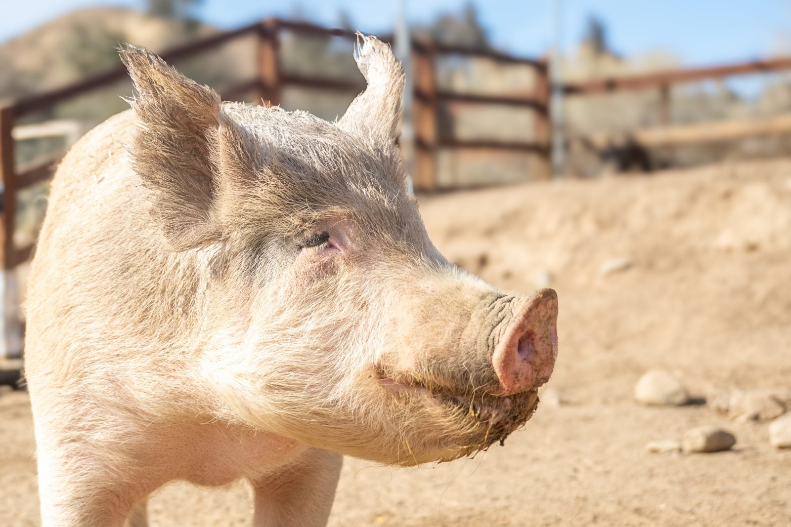 Rescued pig Blue by fence at Farm Sanctuary CA