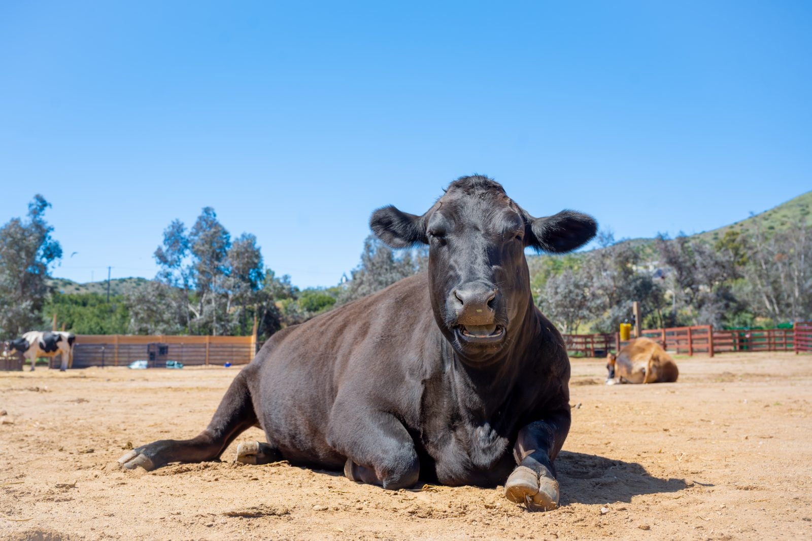 Rescue cow Indigo lays at Farm Sanctuary CA