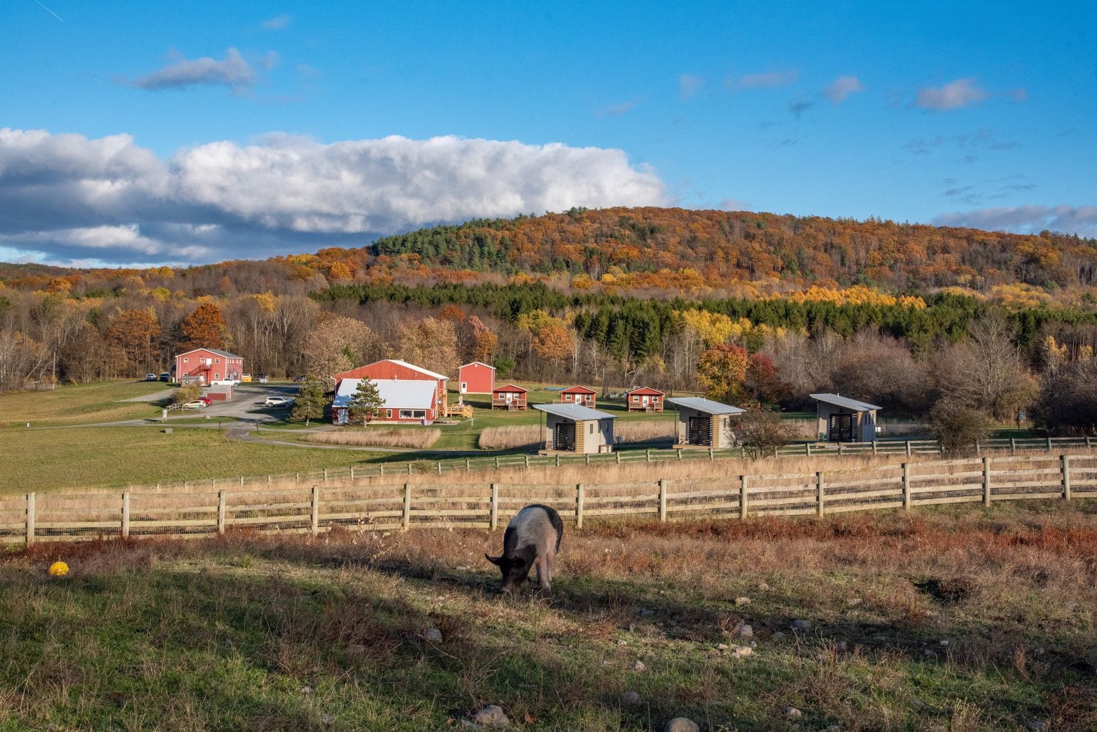 Rescued pig in fall pasture in front of tiny houses, cabins, and barn at Farm Sanctuary NY