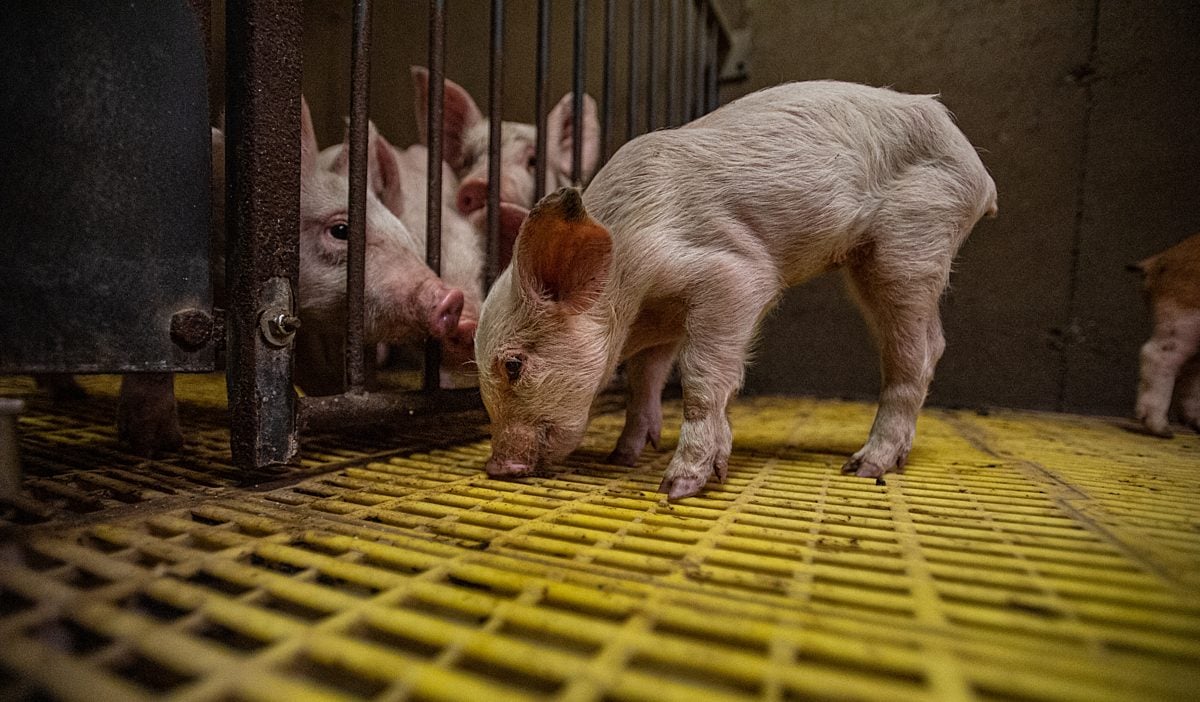 Curious piglets look at one another from inside a small pen on a farm.