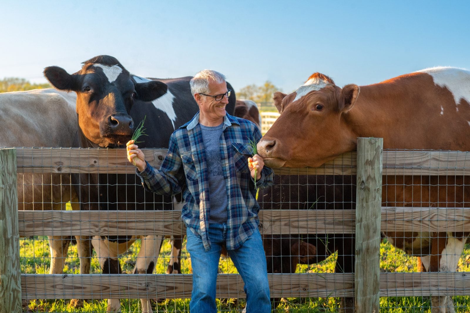 Gene Baur stands between two rescued cows and feeds them hay at Farm Sanctuary