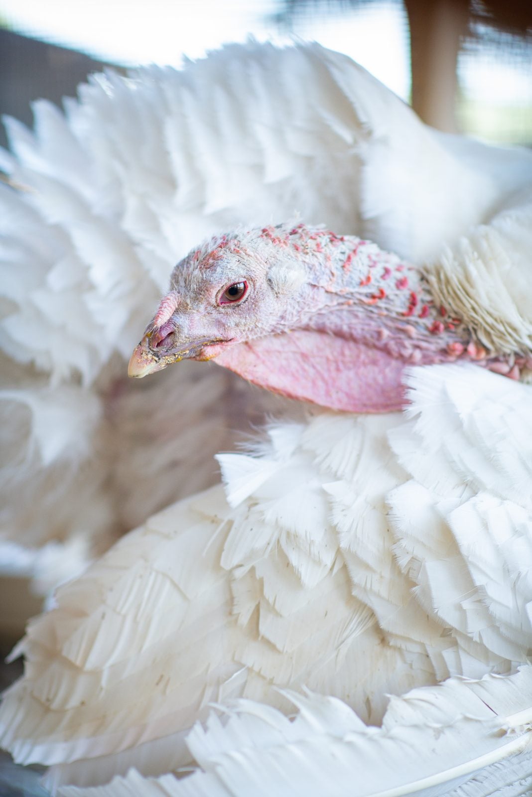 Rescued turkey Tutu nuzzles her head in her feathers at Farm Sanctuary