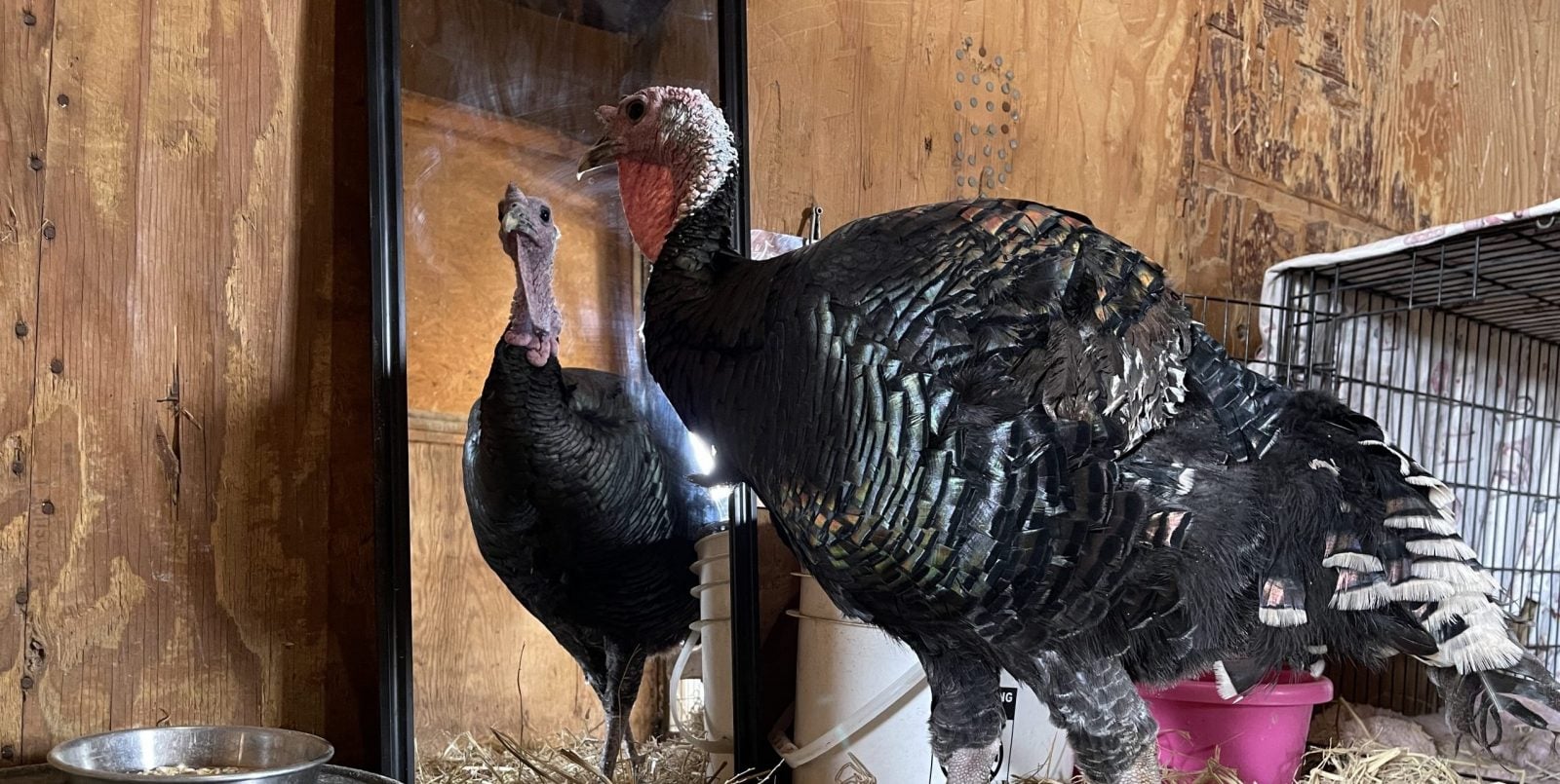 Rescued turkey Griffin looks into mirror in barn at Farm Sanctuary