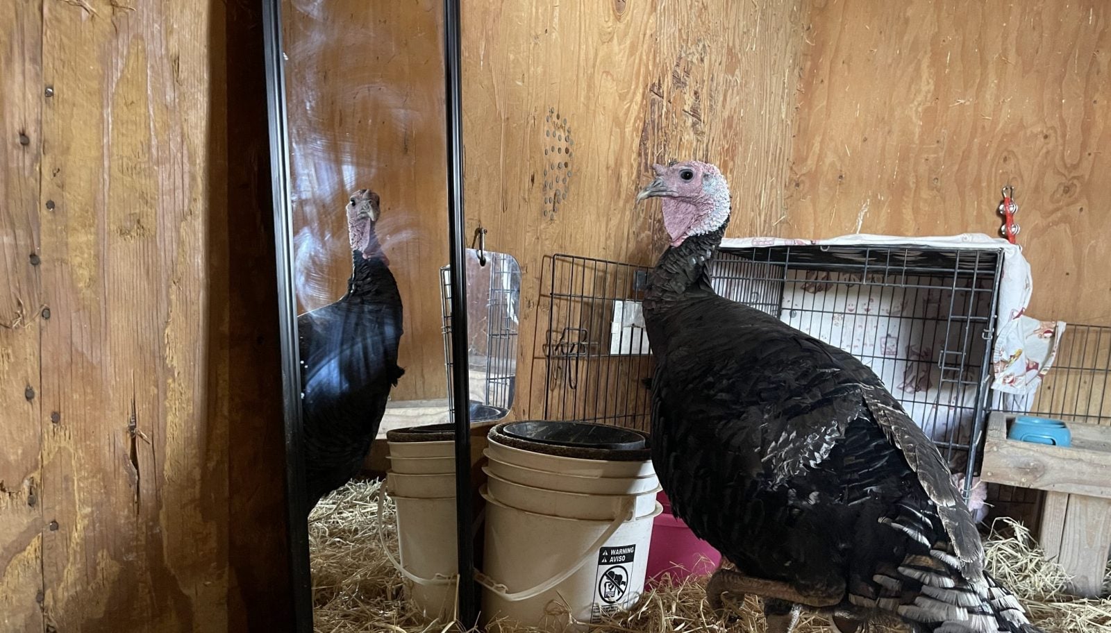 Rescued turkey Griffin looks into mirror in barn at Farm Sanctuary