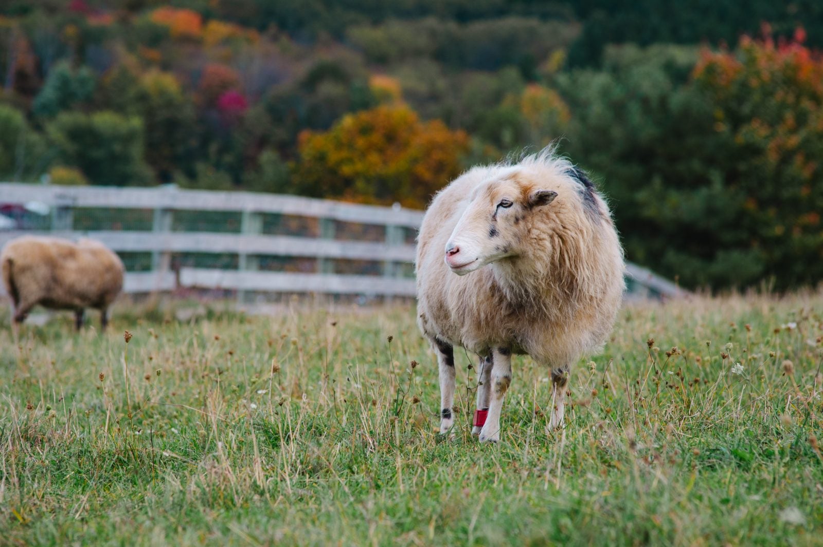 Rescued sheep Adriano stands in pasture in front of fence and bright fall foliage at Farm Sanctuary