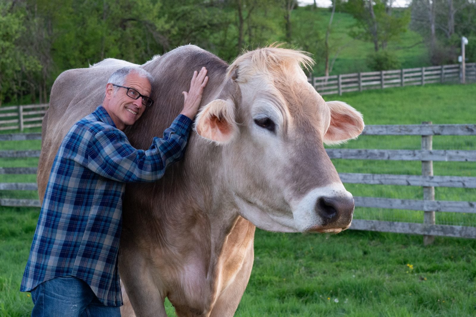 Gene Baur hugs rescued steer Greg at Farm Sanctuary with green pasture and wooden fence in background Gene Baur hugs rescued steer Greg at Farm Sanctuary with green pasture and wooden fence in background