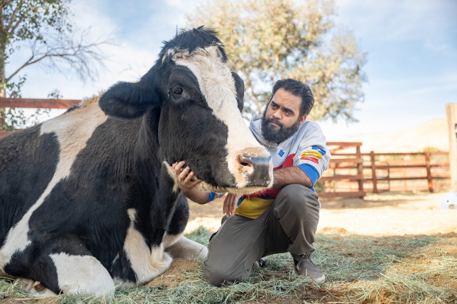 Safran steer and caregiver at Farm sanctuary