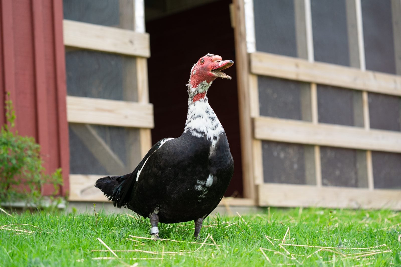 Rescue duck Pip stands in grass in front of open barn at Farm Sanctuary