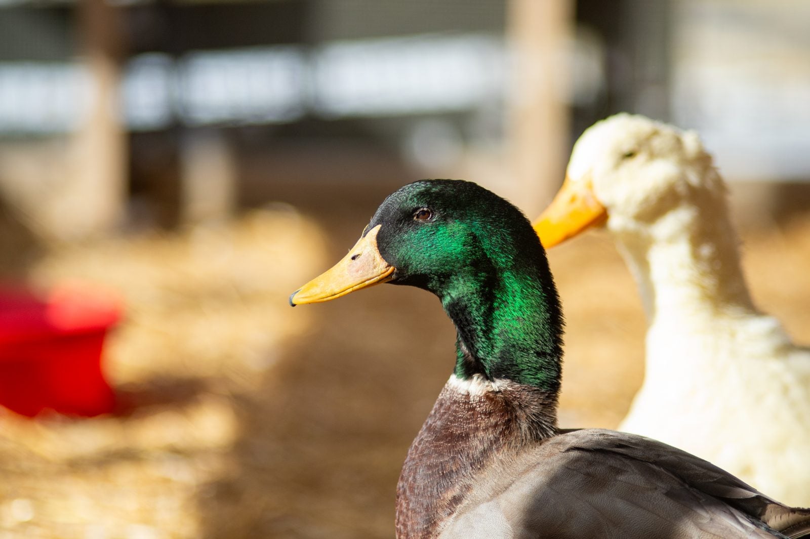Close-up profile of rescued mallard duck Milo standing in front of white duck and barn at Farm Sanctuary