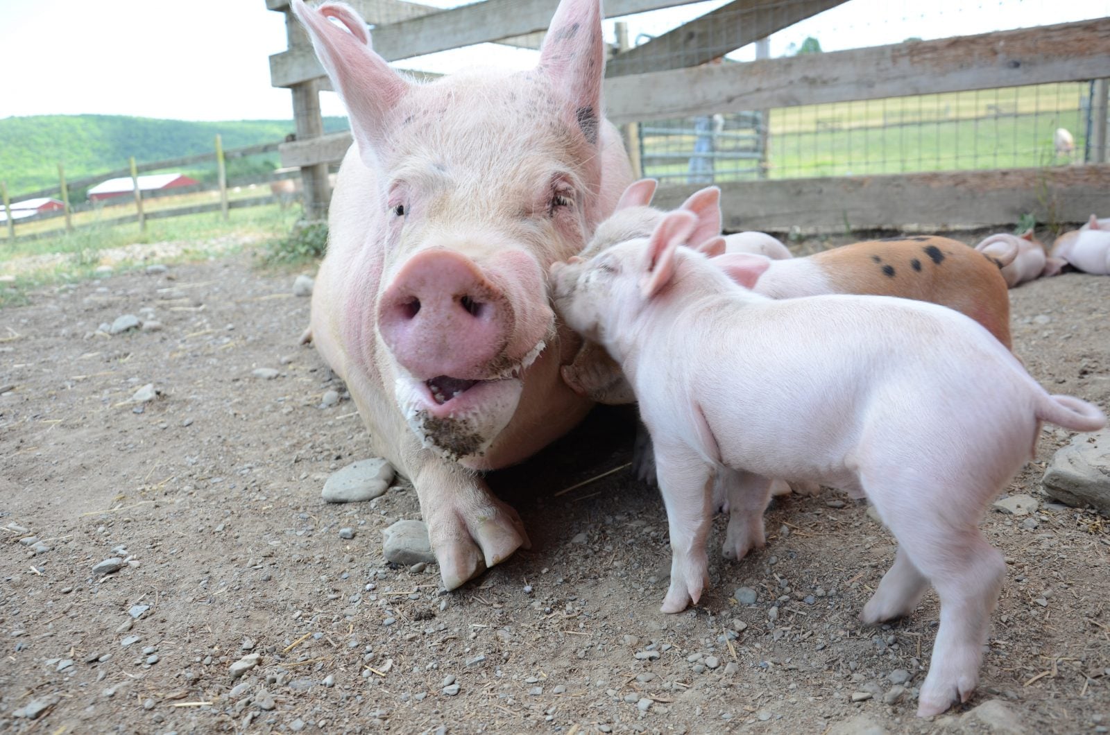 Rescued pig Julia is nuzzled by her piglets at Farm Sanctuary