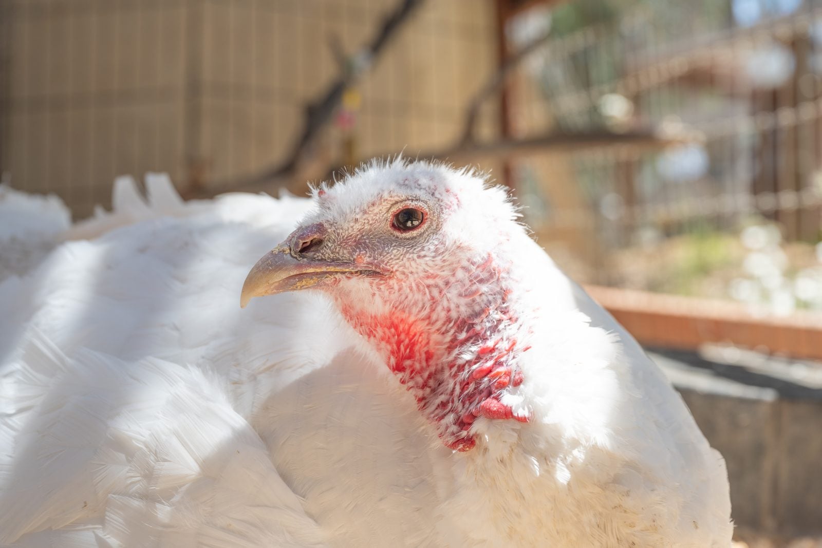 Profile portrait of Sandy, a rescued turkey, at Farm Sanctuary