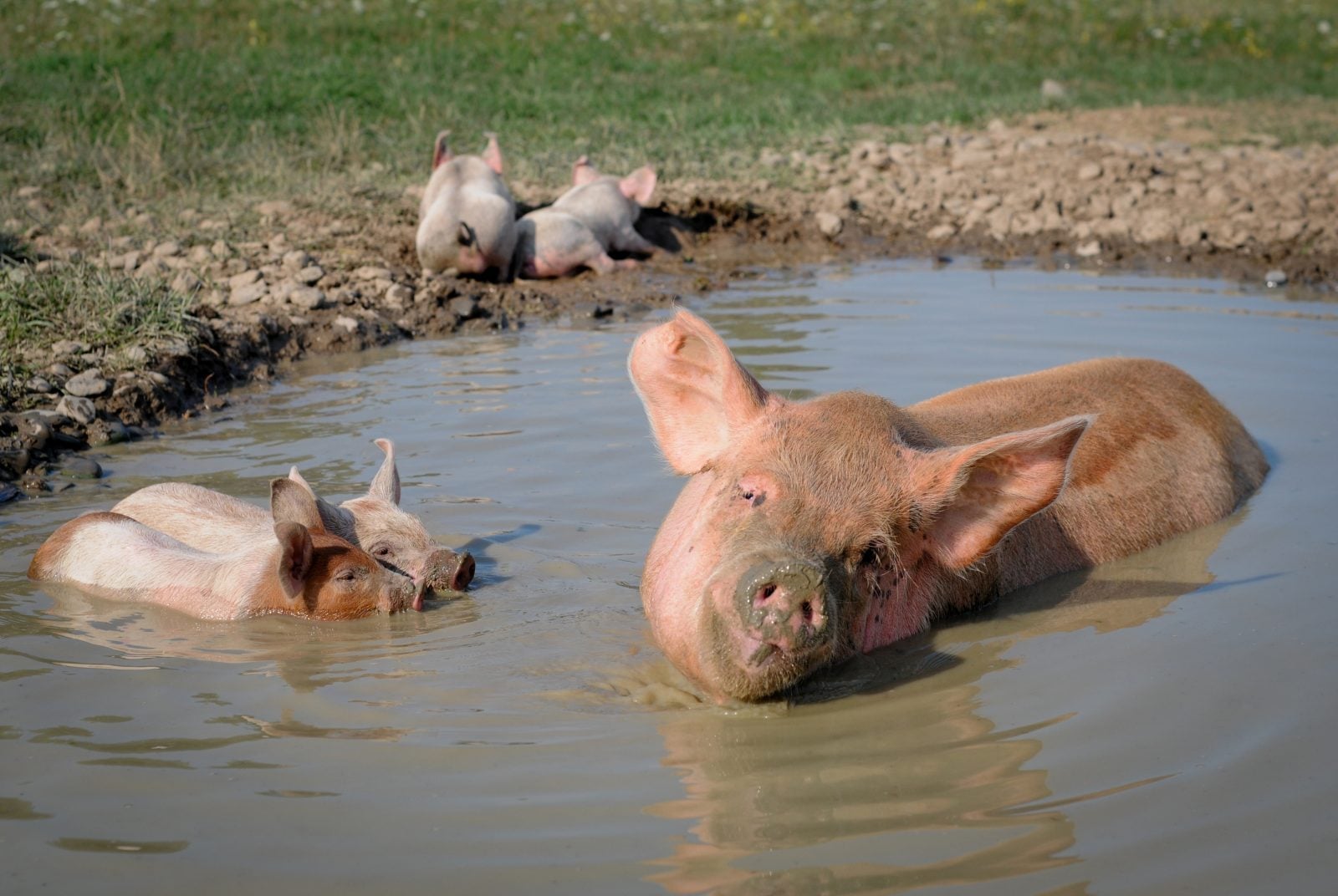 Rescued pig Julia and four of her piglets rest in mud pond at Farm Sanctuary