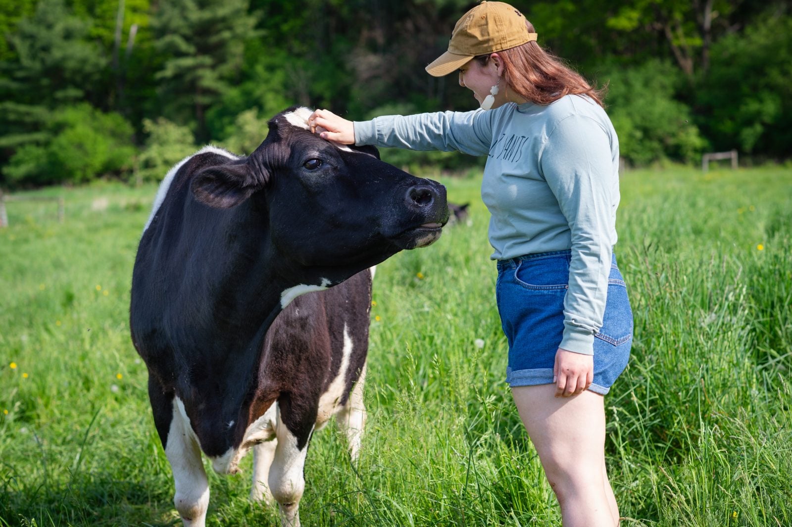 Women pets rescued cow on head in pasture at Farm Sanctuary