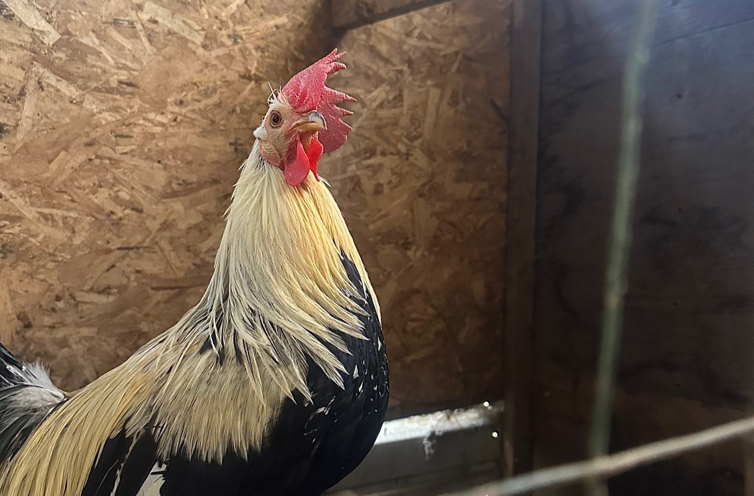 A rooster being saved from cockfighting looks out from behind ropes