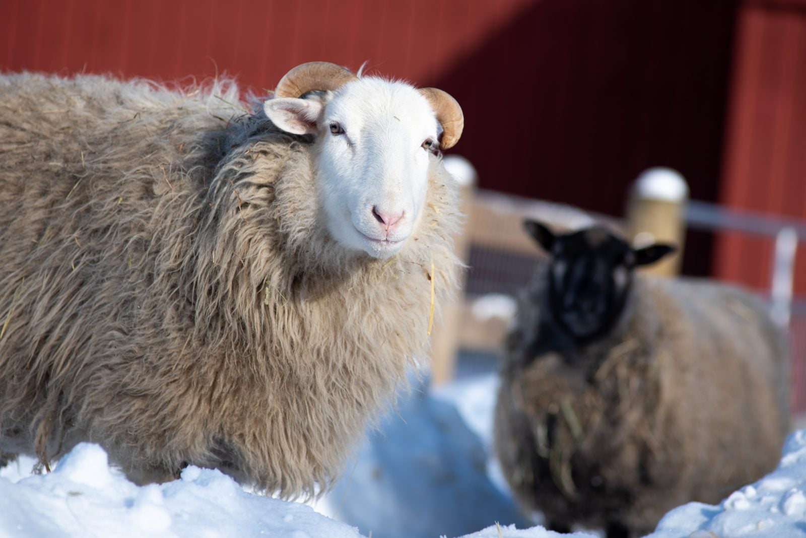 Rescued sheep Ash stands in snow in front of another sheep and red barn at Farm Sanctuary