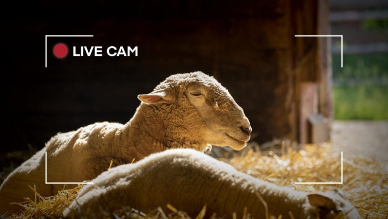 Explore.org live cam