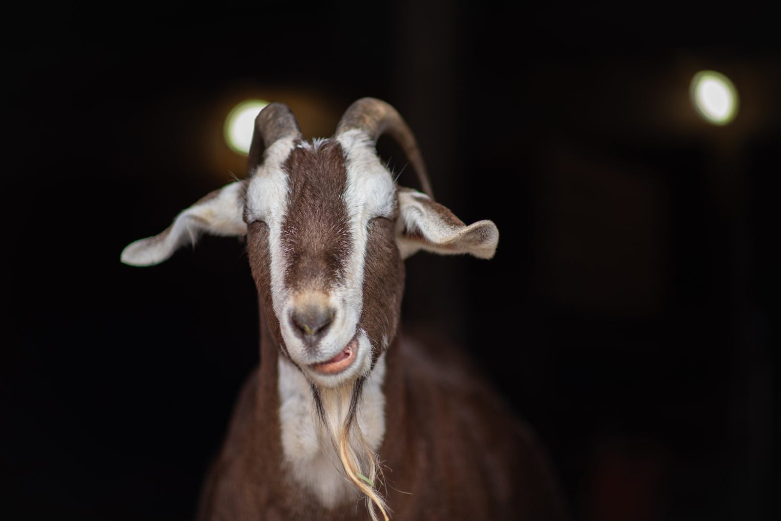 Rescued goat Hans at Farm Sanctuary