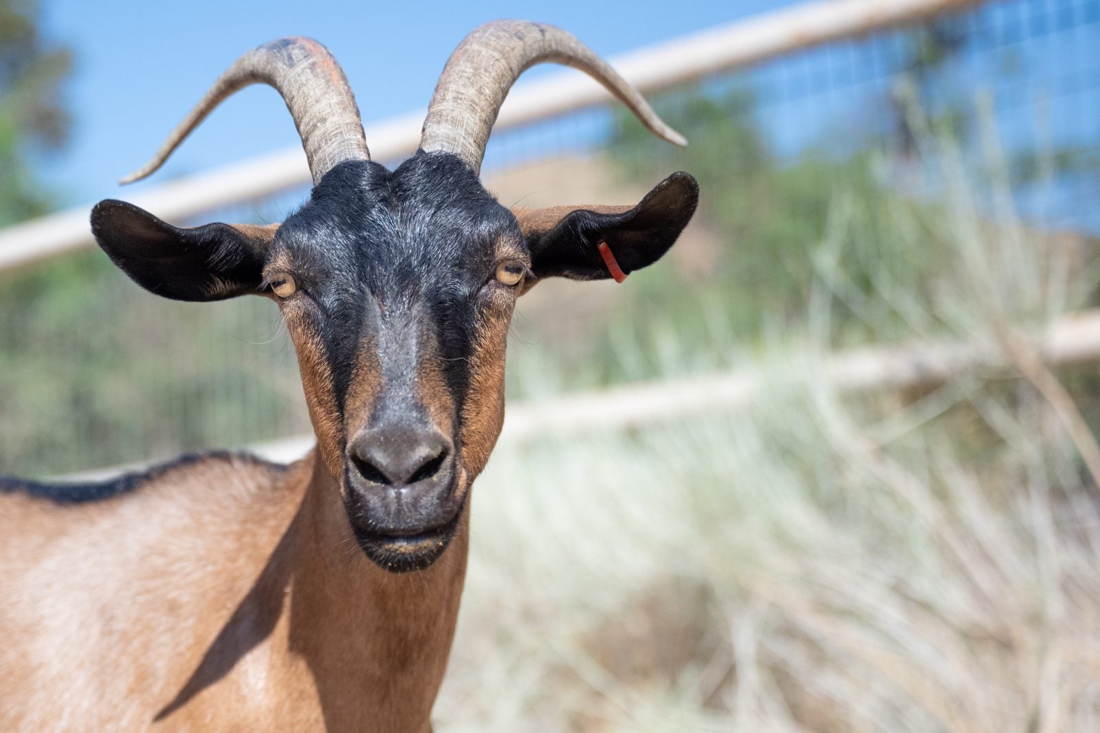 Rescued goat Junco stands in pasture in front of long white grass and gate at Farm Sanctuary