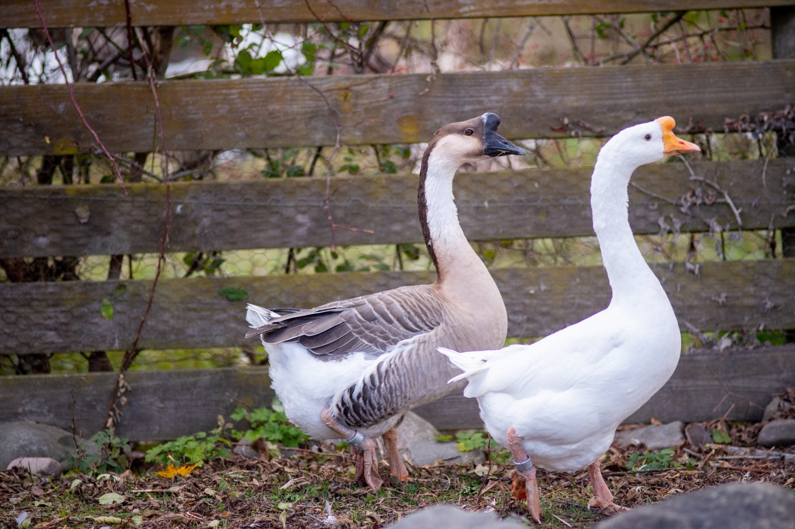 Rescued geese Wilfred and Kennedy walk side by side in front of wooden fence at Farm Sanctuary