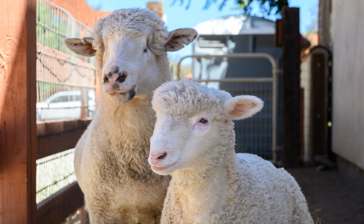 Rescued sheep Biscuit and Pippa stand side by side next to fence at Farm Sanctuary