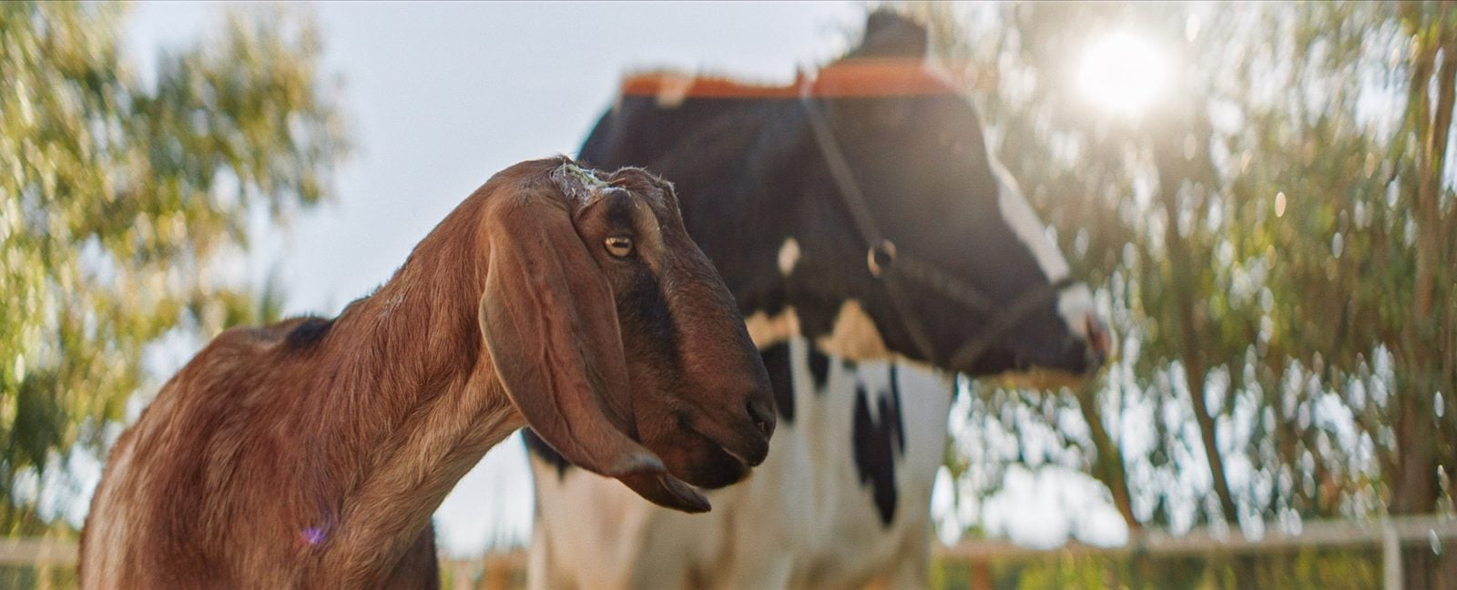 Sun peeks from behind trees in background, with rescued goat Taco and rescued steer Omi in foreground