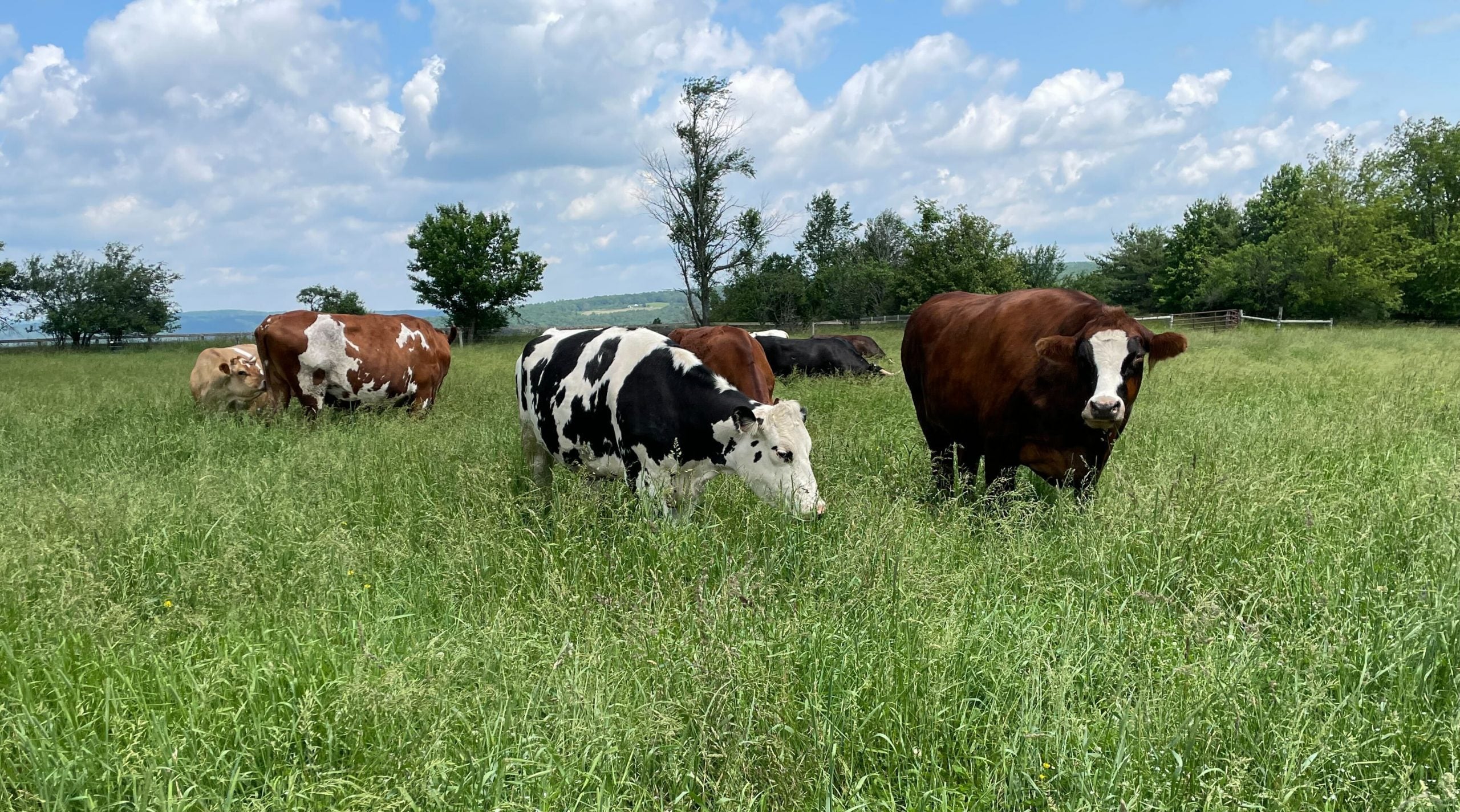 Two Brave Cows Who Escaped Slaughter and Found Sanctuary