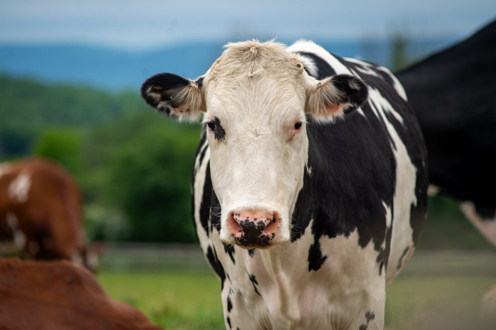 Rescued cow Olive stands in pasture with cows in background