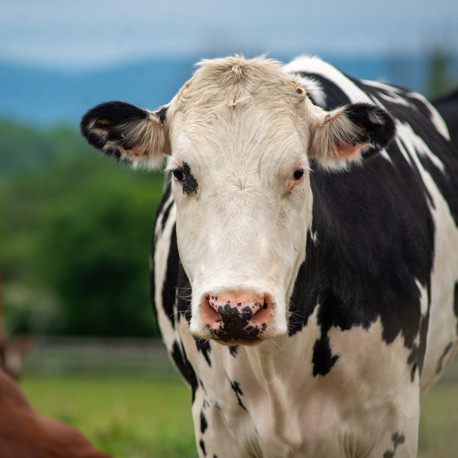 Rescued cow Olive stands in pasture with cows in background