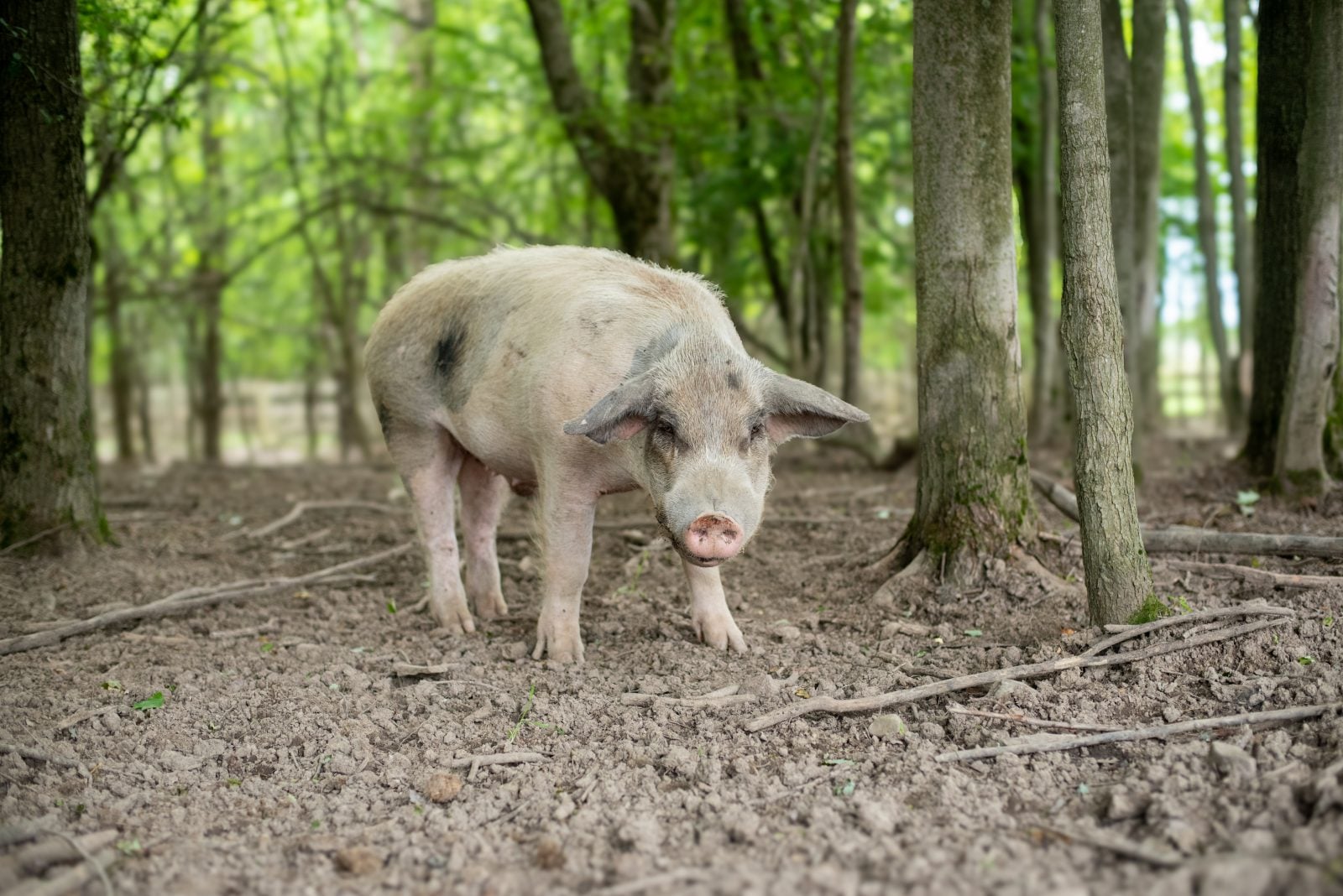 Rescued pig George stands in woods at Farm Sanctuary