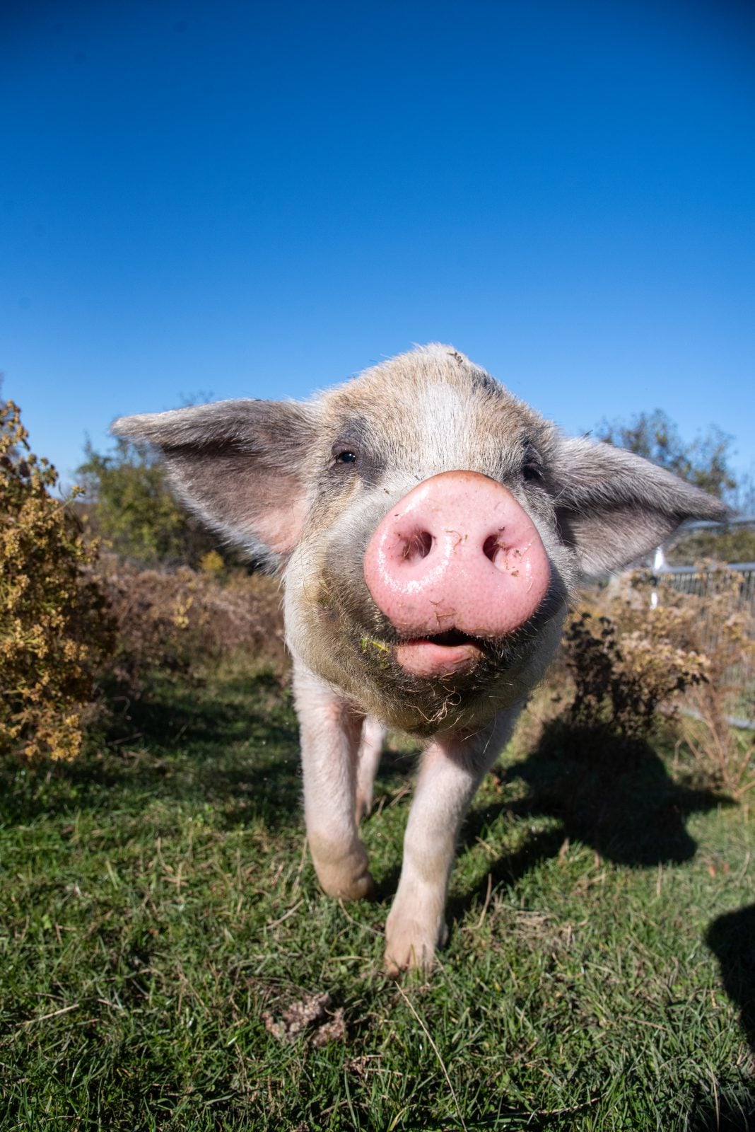 Rescued pig George looks happy as he walks toward camera in pasture at Farm Sanctuary