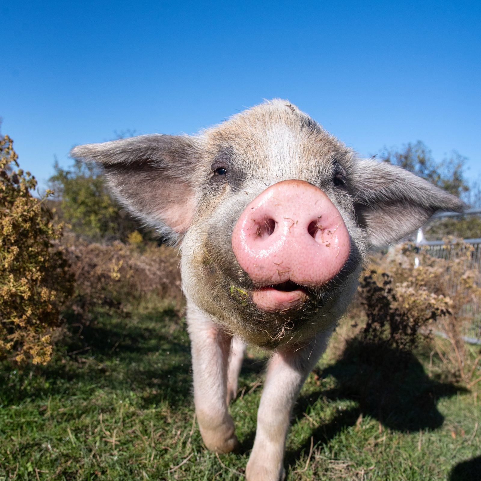 Rescued pig George looks happy as he walks toward camera in pasture at Farm Sanctuary