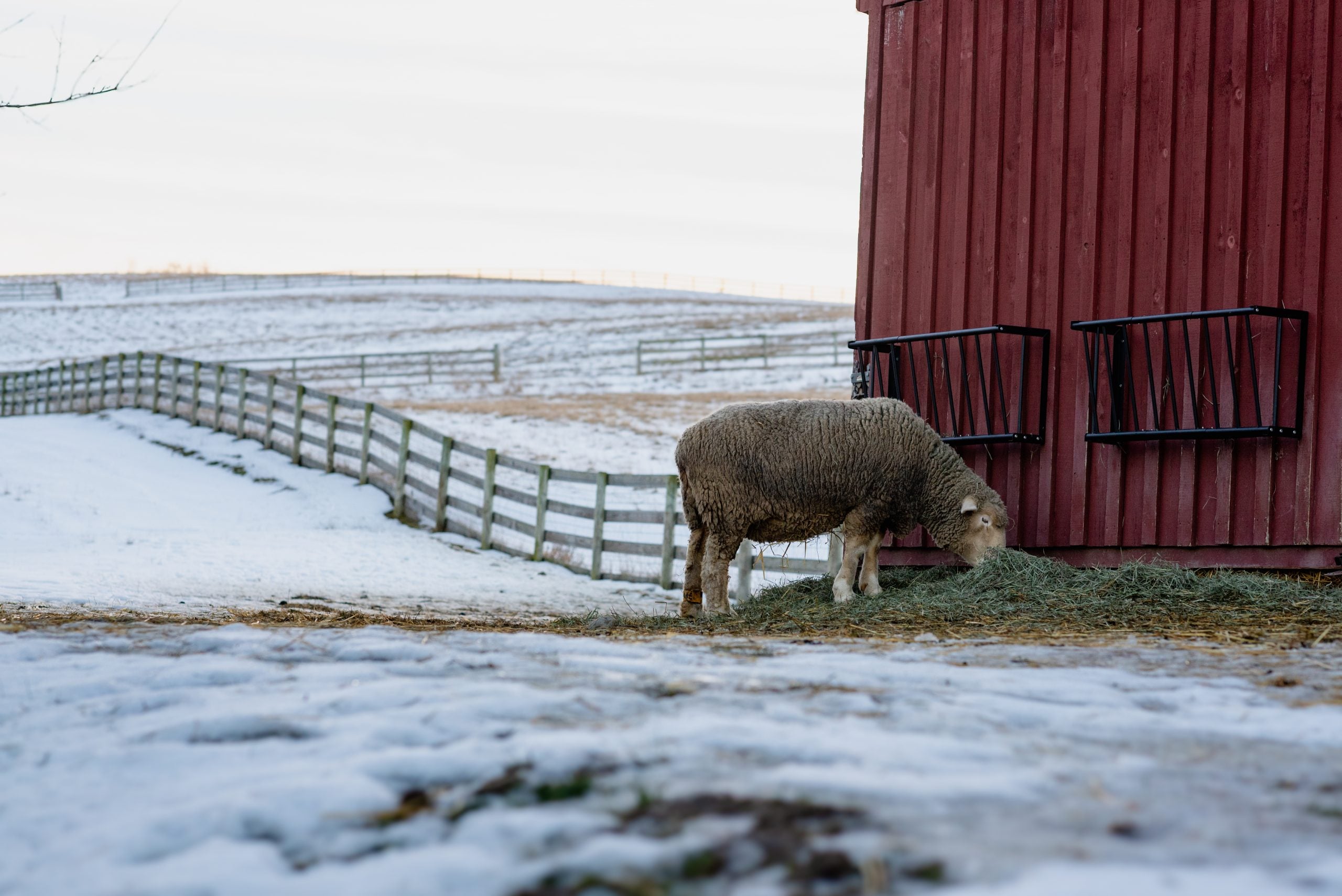 7 Rescued Farm Animals Who Will Brighten Your Winter
