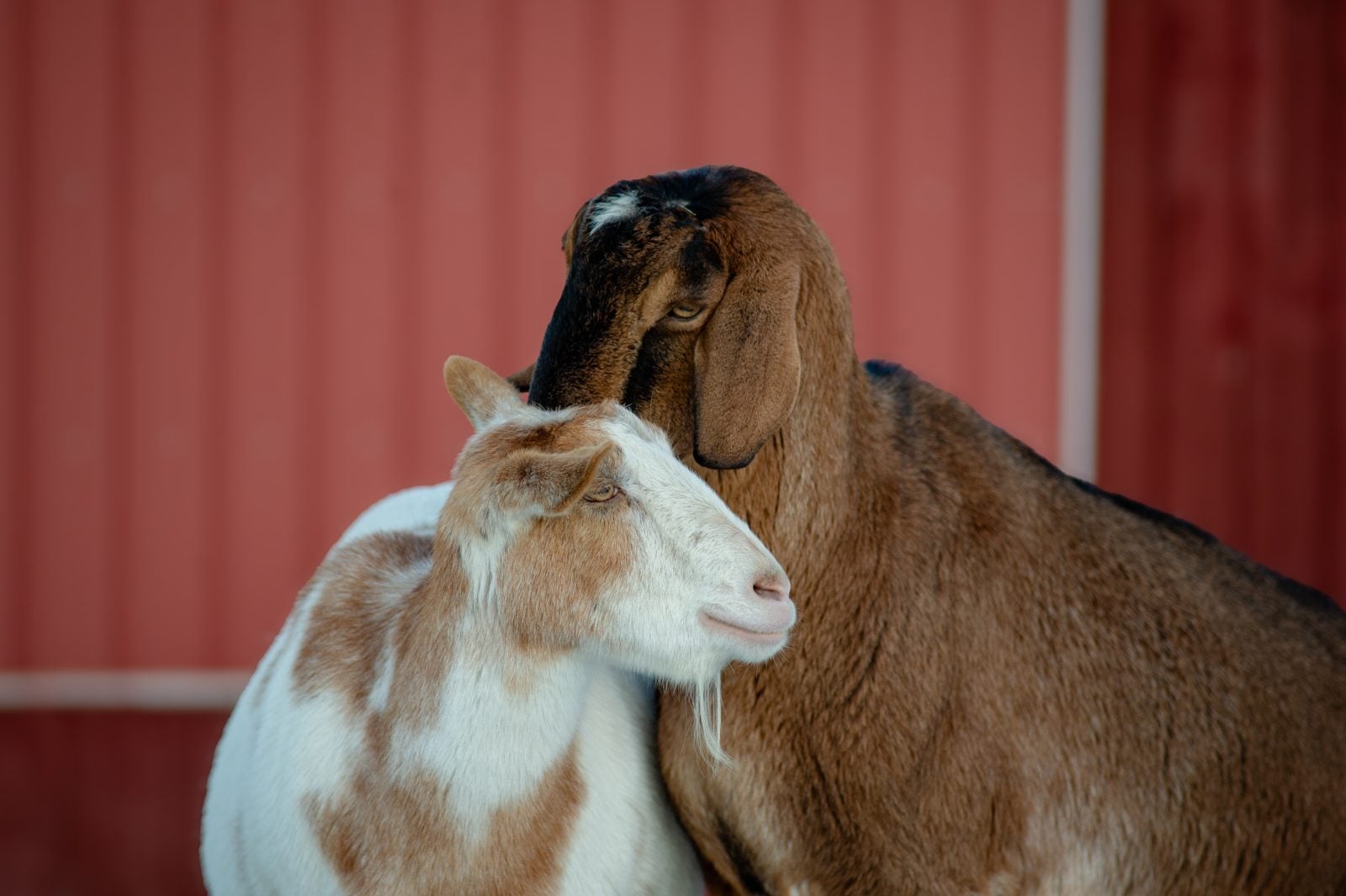 Two goats snuggle each other standing in front of red barn
