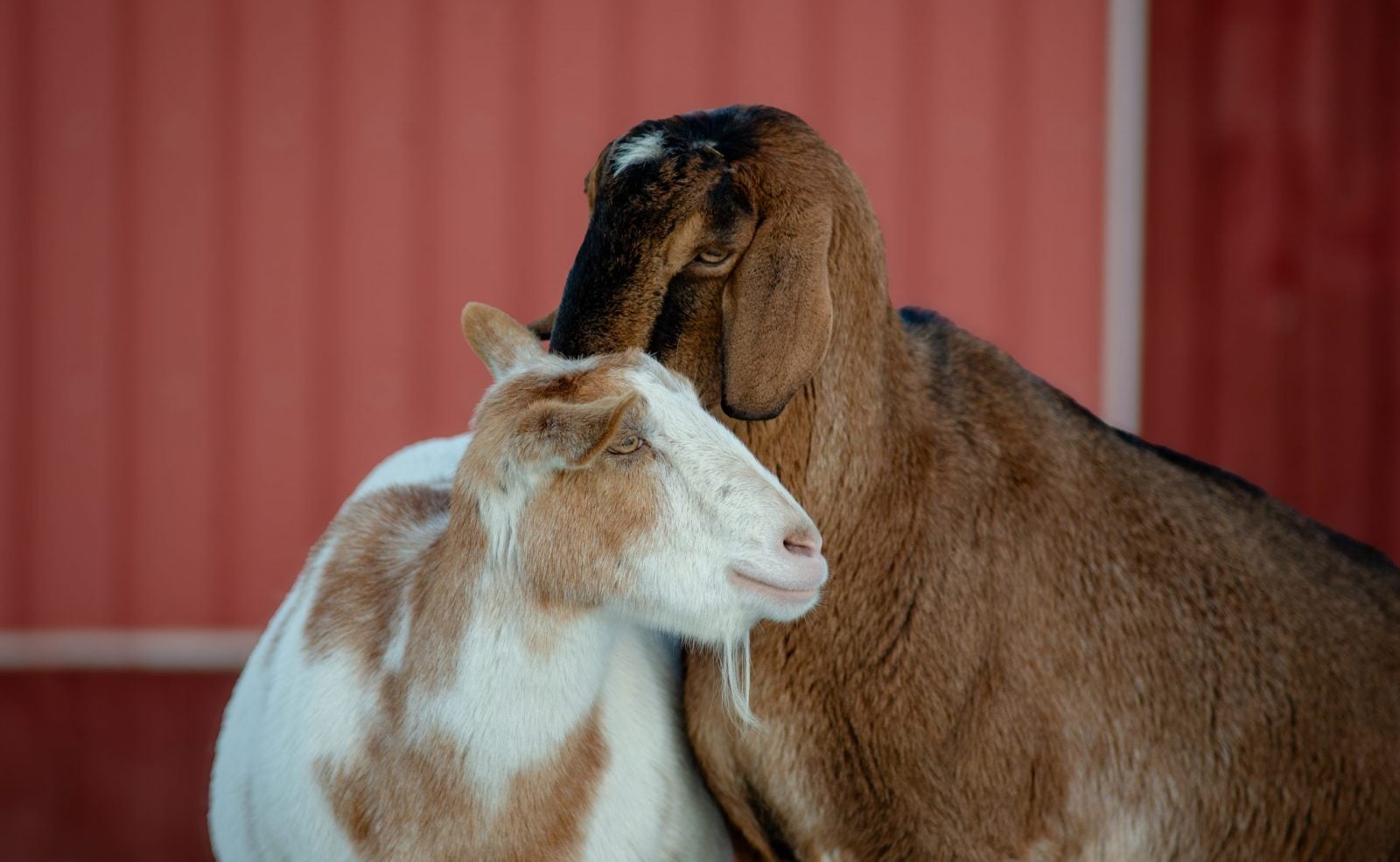 Two goats snuggle each other standing in front of red barn