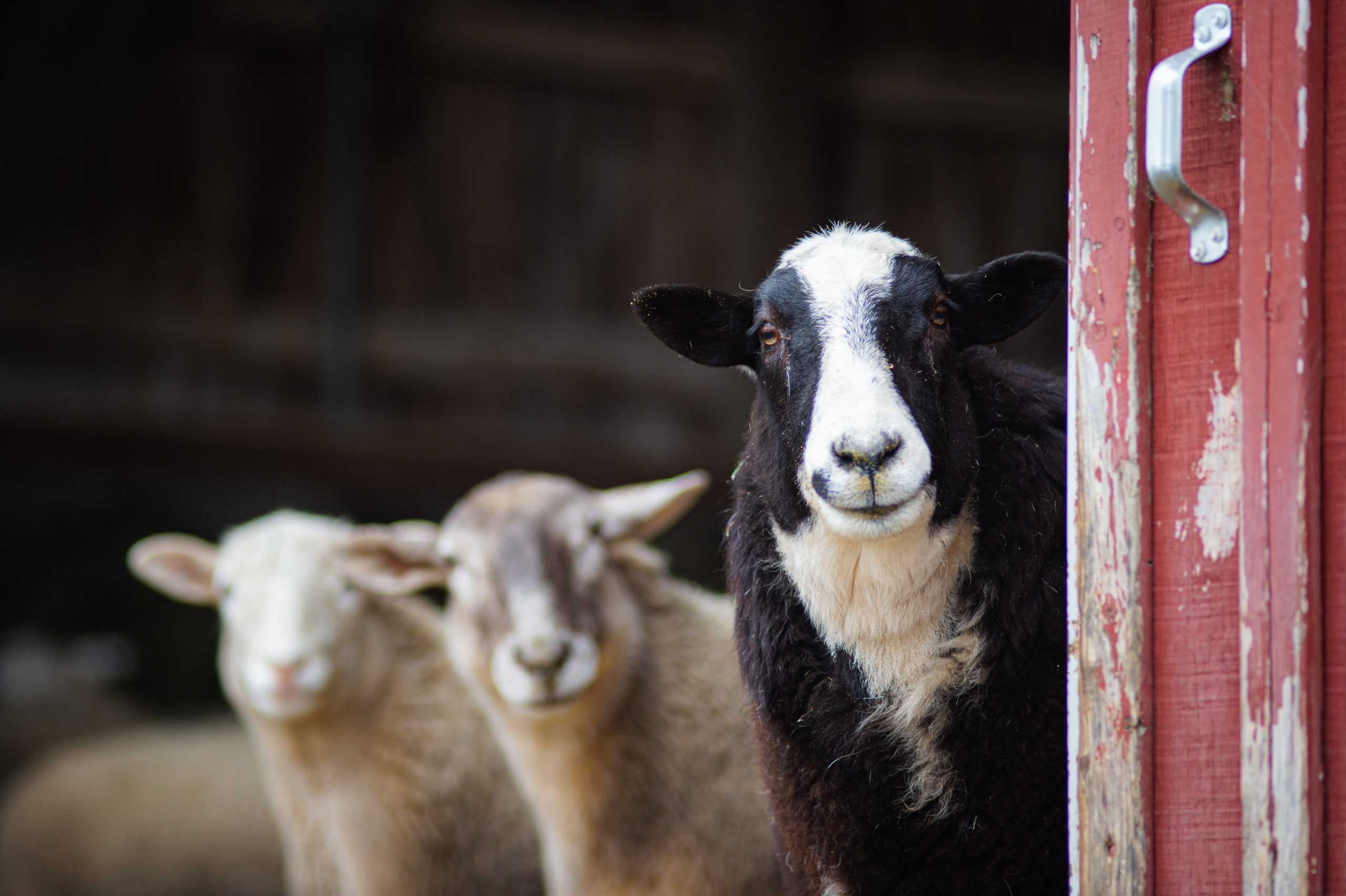 Erin Sheep Erin Sheep