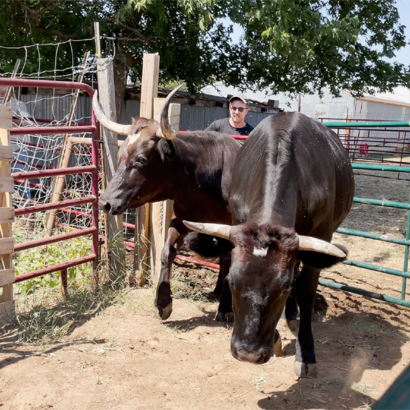 Dan, a former beef farmer Dan, a former beef farmer