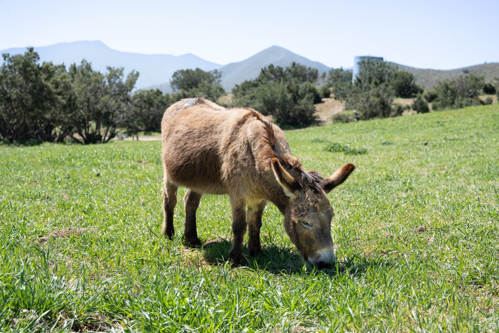 Rescued donkey grazes in green pasture at Farm Sanctuary with trees and mountains in background