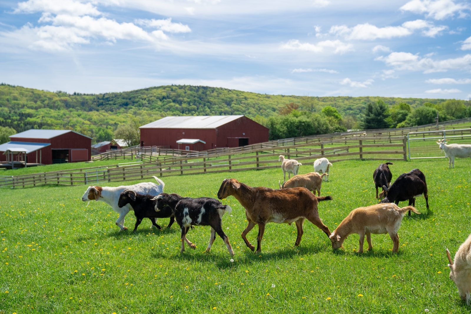 Herd of rescued goats walk in sunny green pasture at Farm Sanctuary with red barns in background