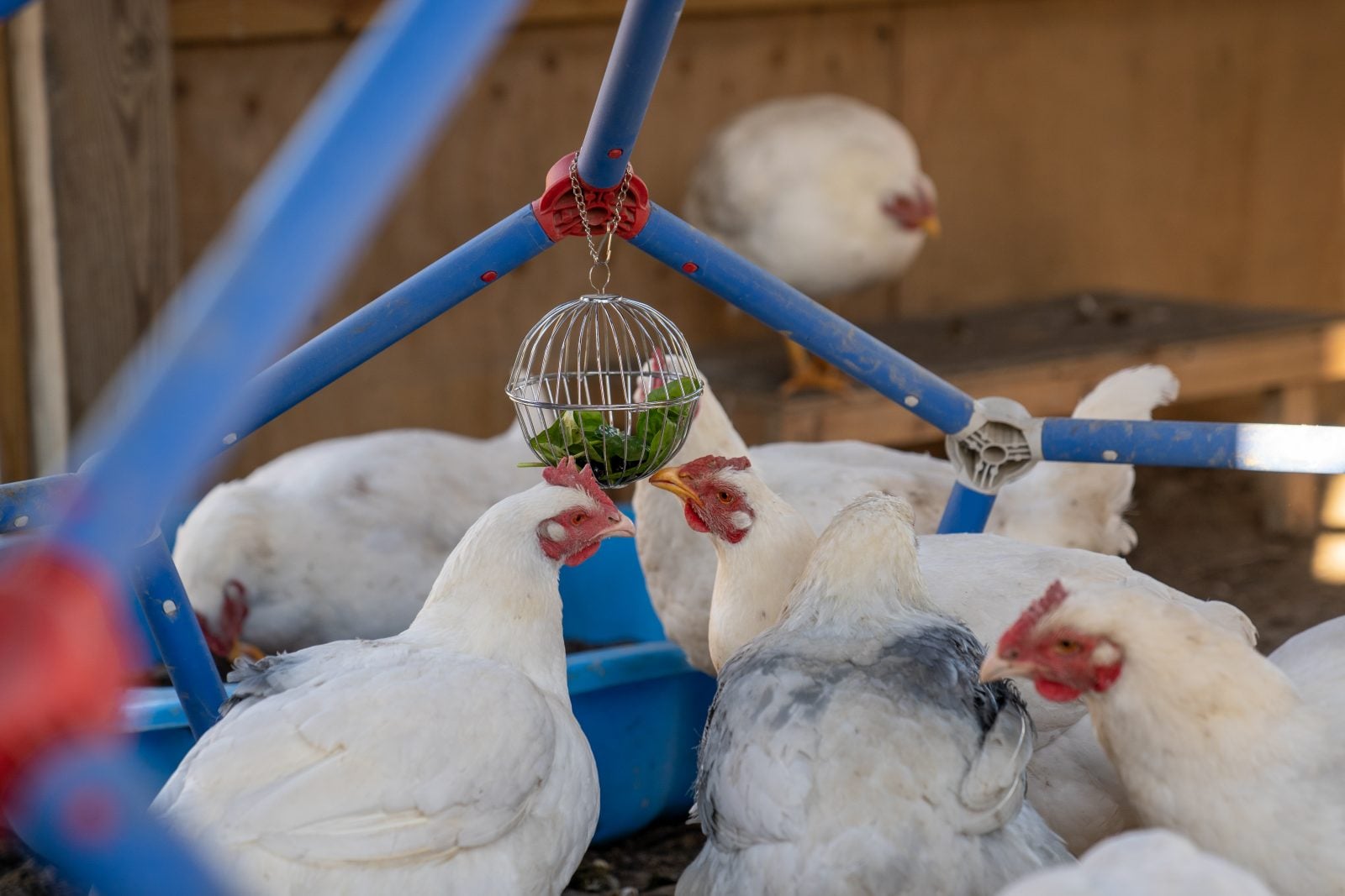Chickens examine ball of treats hanging from a blue enrichment structure
