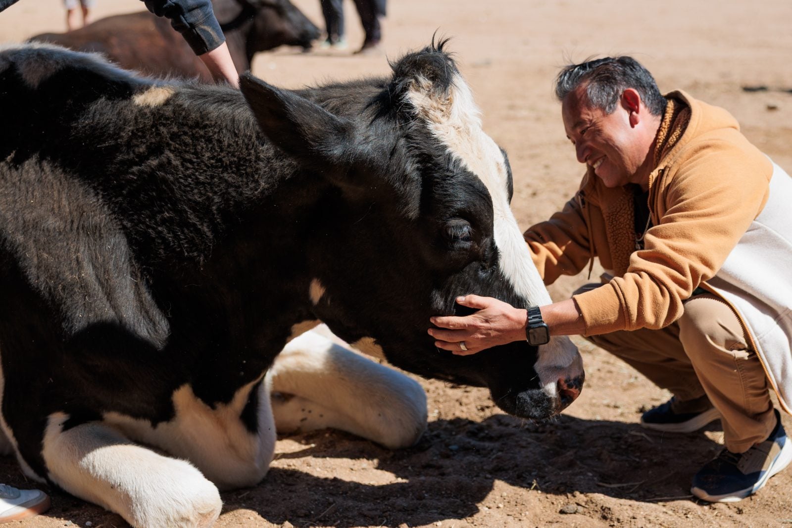 Visitor embraces rescued steer Omi at Farm Sanctuary