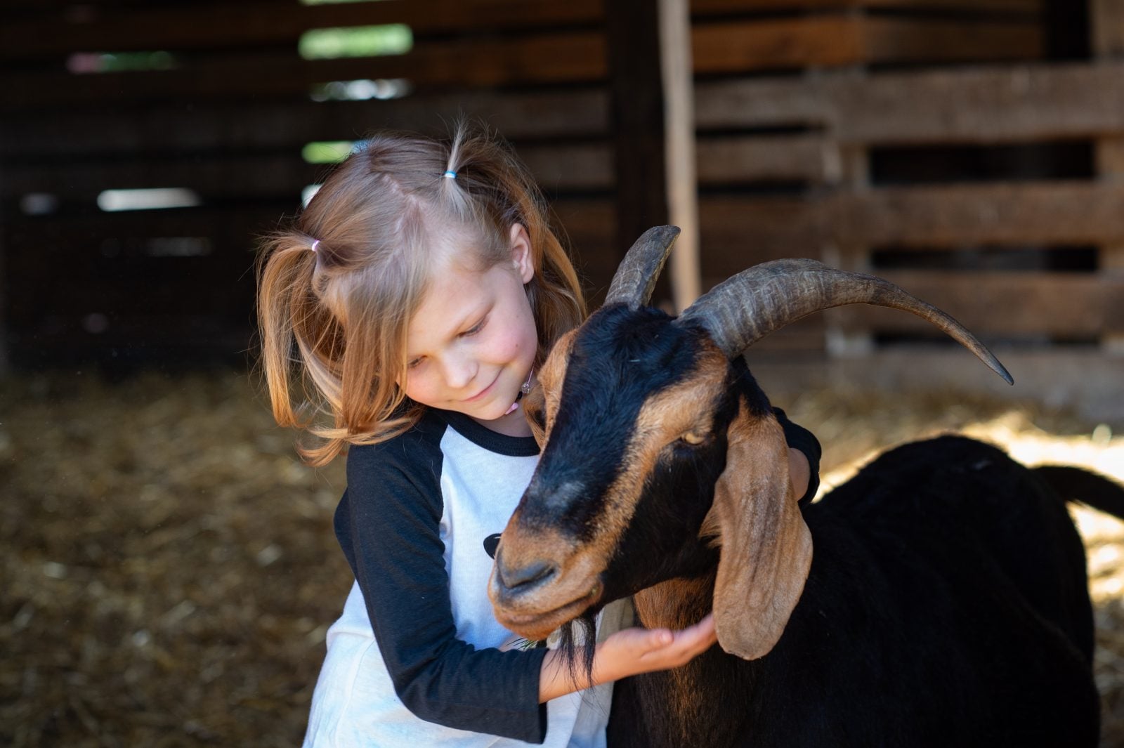 Young visitor hugs rescued goat in barn at Farm Sanctuary
